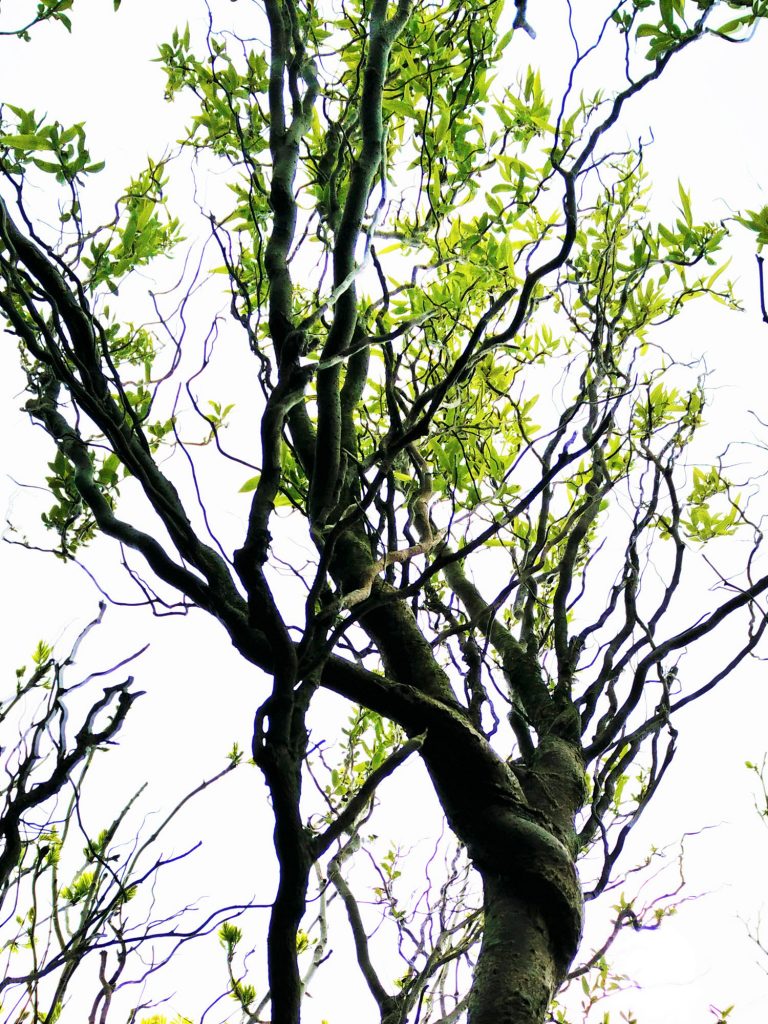 Corkscrew Willow (Ballynoe House Woodland Trail)
