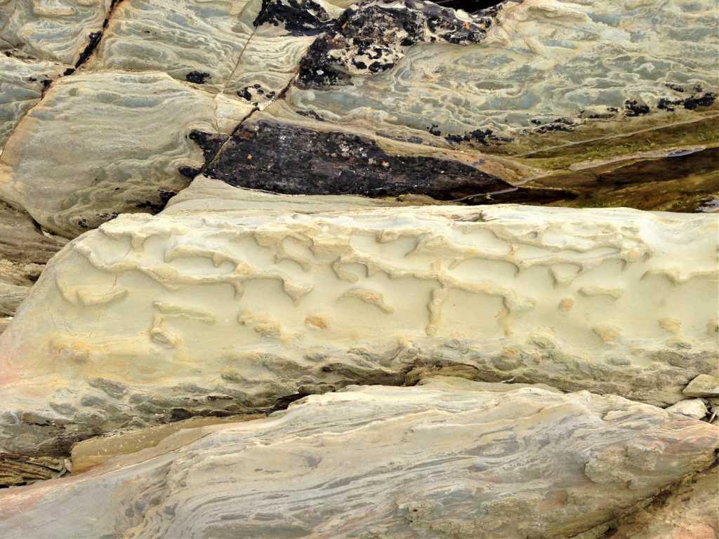 Trace Fossils (possibly worm burrows) at Red Strand