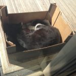 Sox in his Box