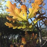 Sunlight through new oak leaves (Ballynoe House Woodland Trail)