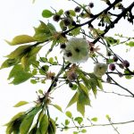 White Japanese Cherry (Ballynoe House Woodland Trail)