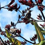 Young starling on the phormium
