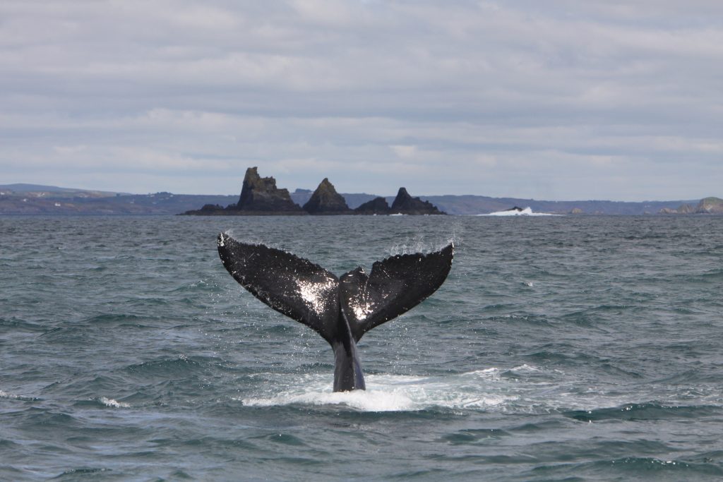 Humpback whale and Stags West Cork