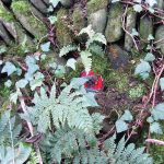 A red Fairy Door at Ballynoe House Woodland Trail