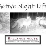 Wildlife Camera Action at Ballynoe House