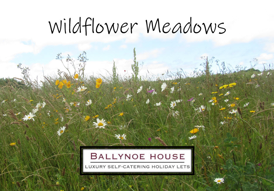 Ballynoe House has Wildflower Meadows